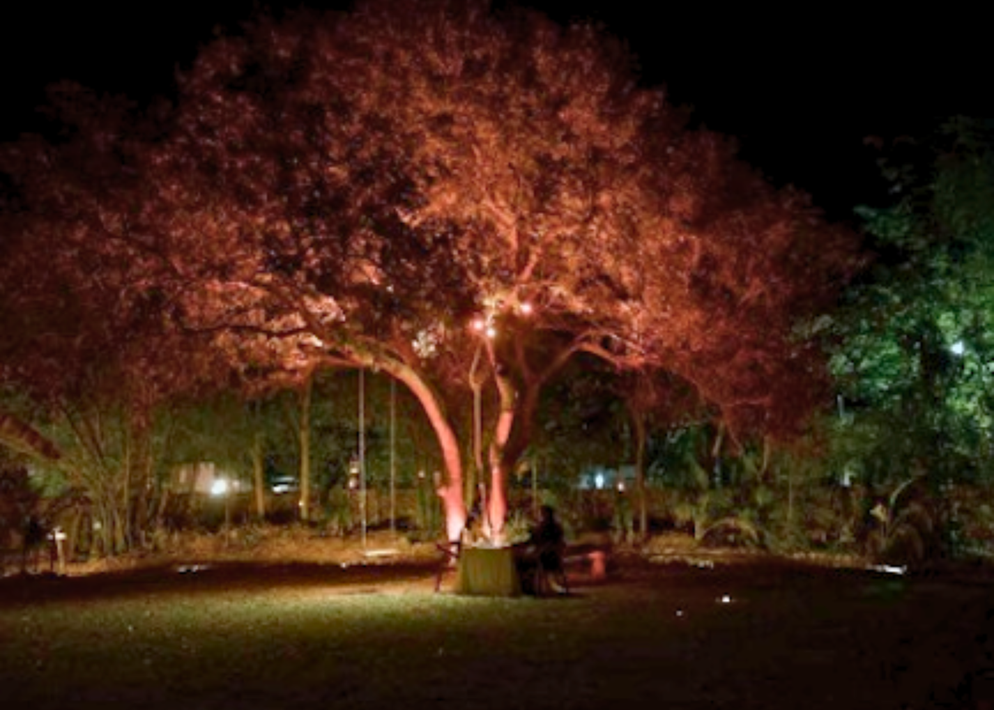 Cena privada Árbol Sagrado Mérida