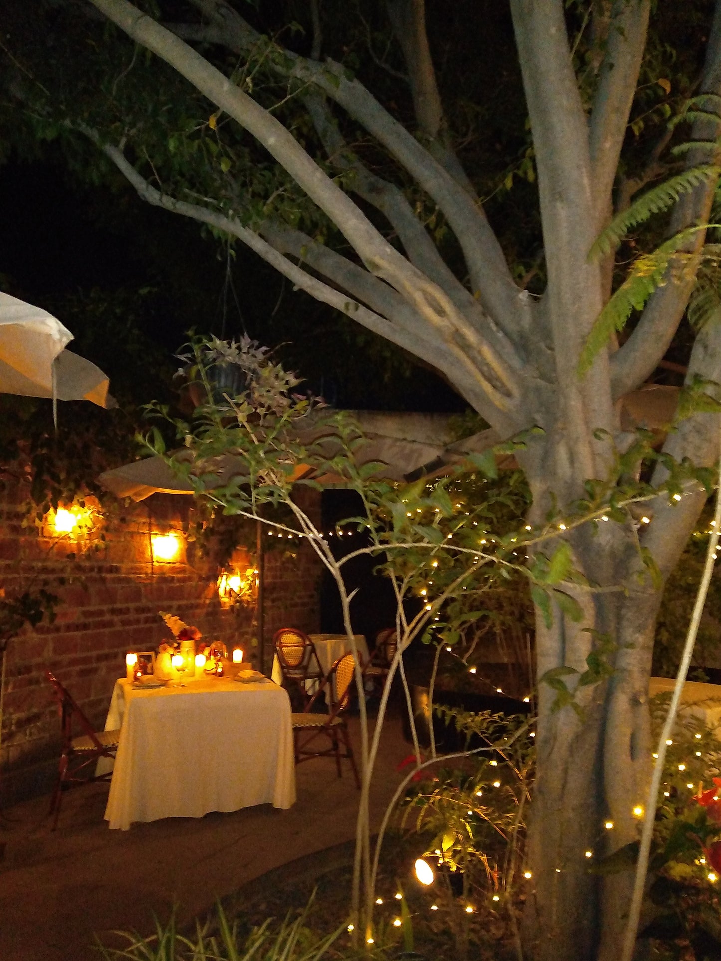 Cena al aire libre en León Gto