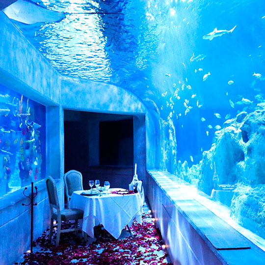 Cena romántica en Acuario Guadalajara