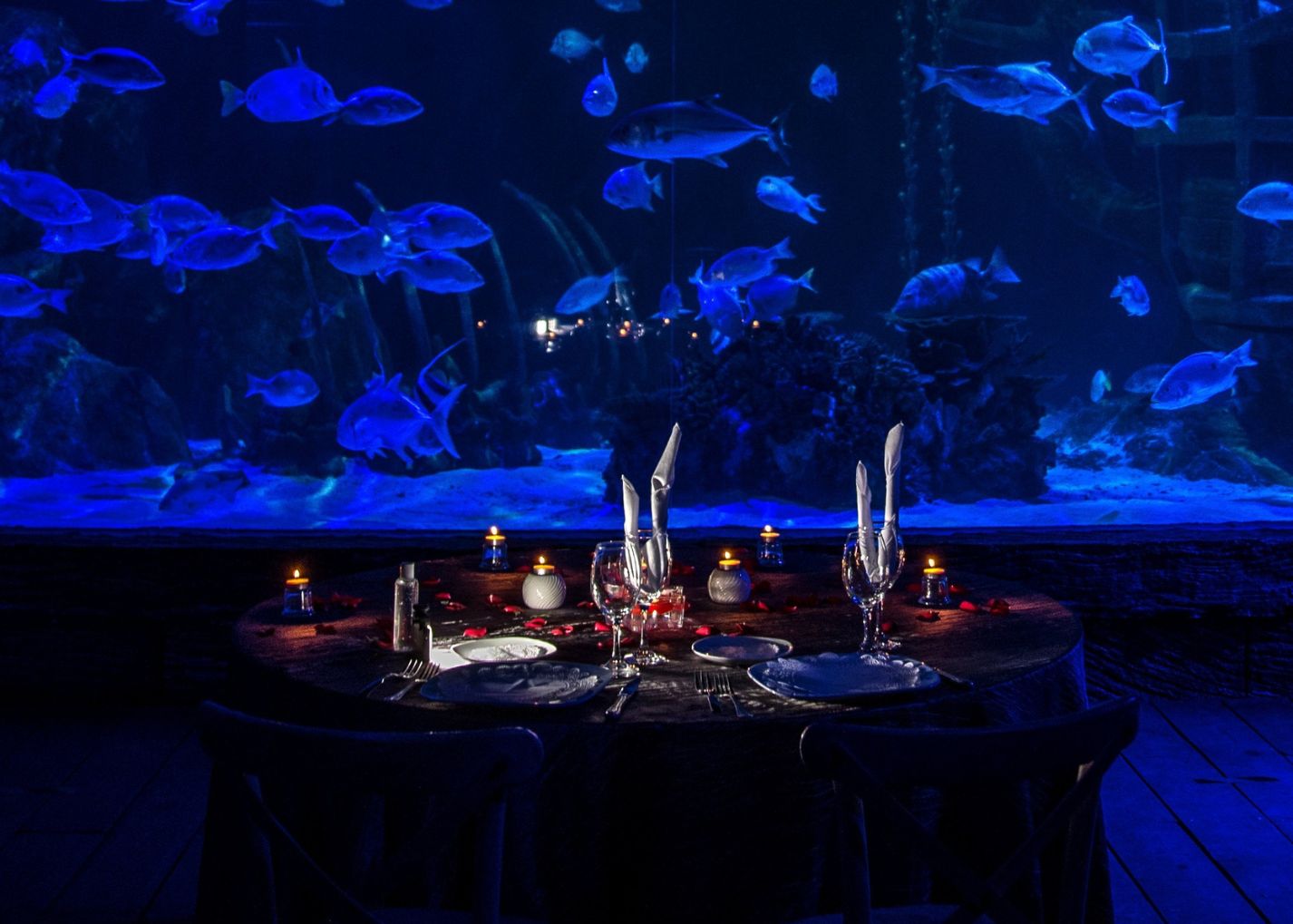 Cena privada Acuario León
